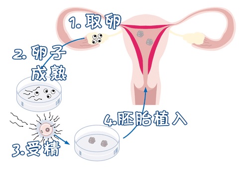 苏雨桐 副主任医师